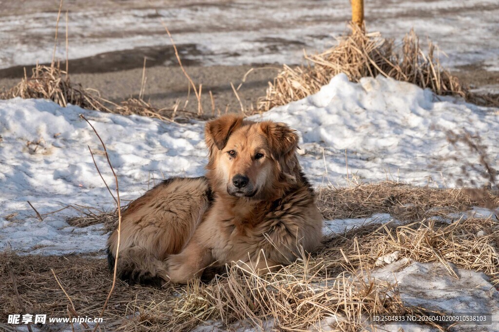 雪地中休憩的棕色大狗