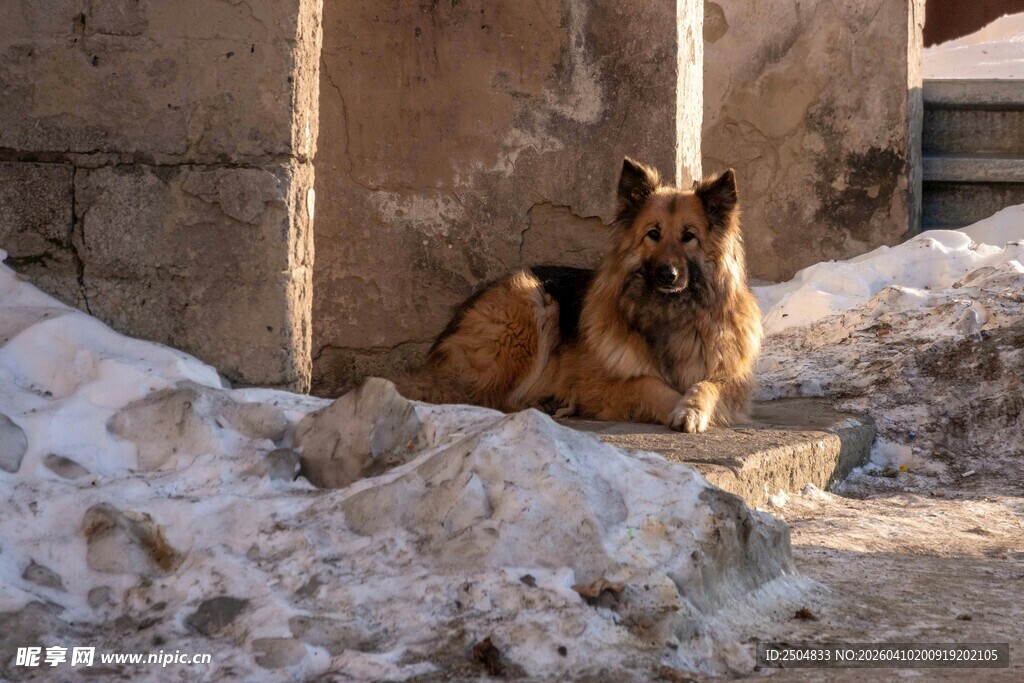 石旁休憩的德国牧羊犬