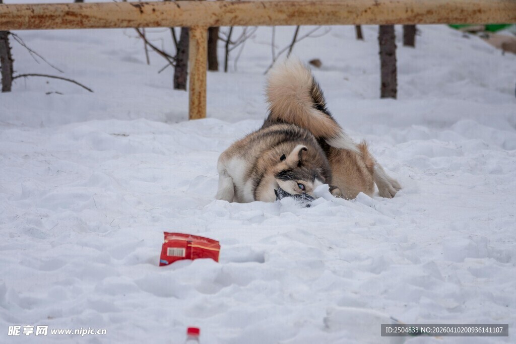 雪地中玩耍的狗狗