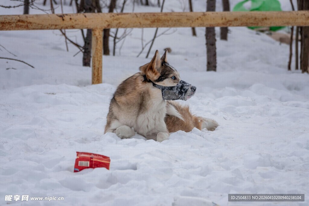 雪地中依偎的两只狗狗