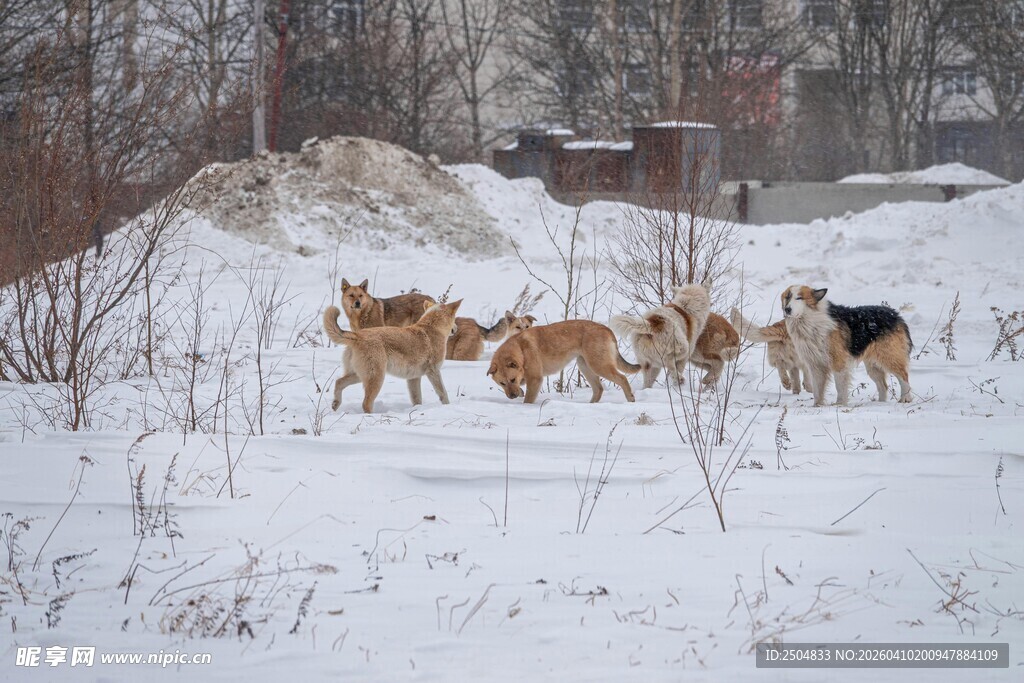 雪地中奔跑的一队雪橇犬