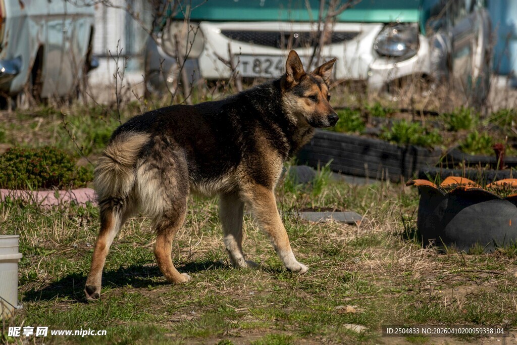 户外草地的德国牧羊犬