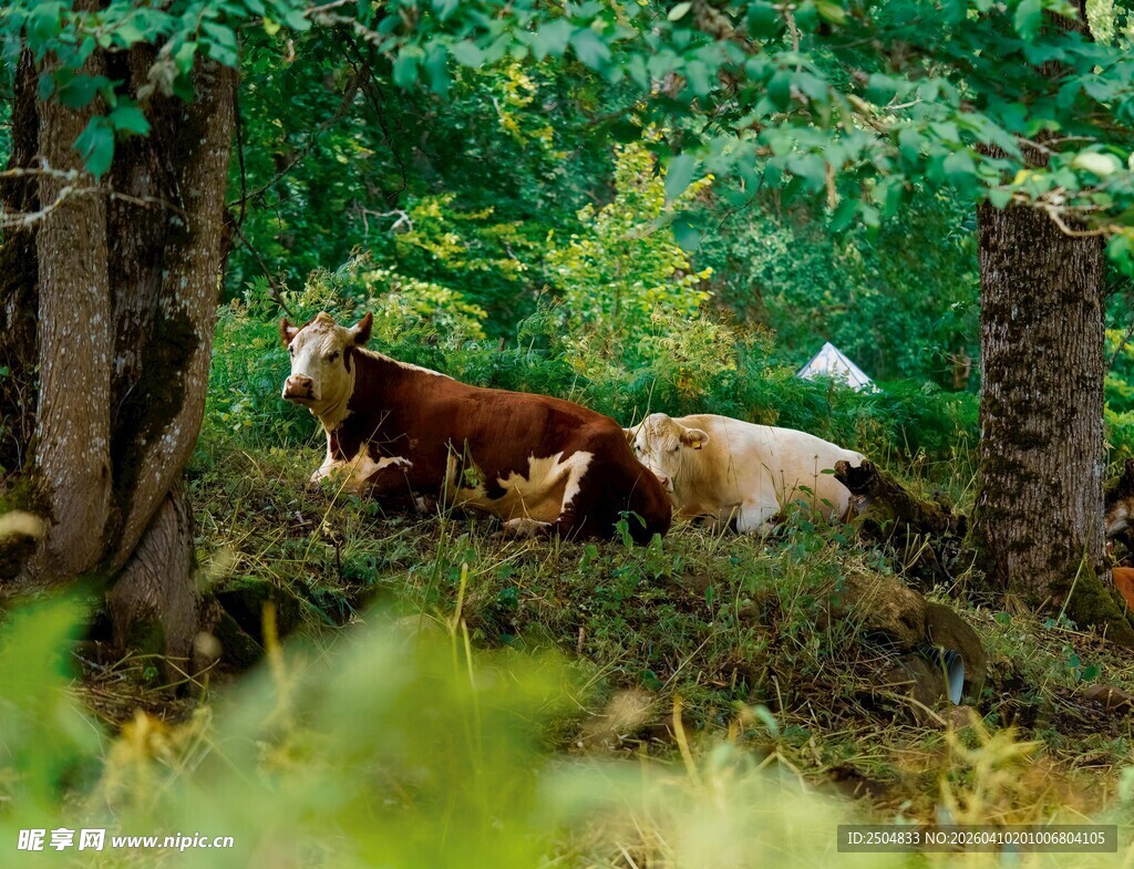 林间休憩的牛群