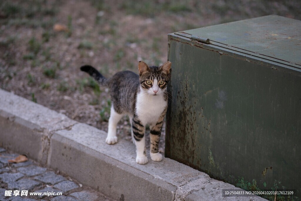 墙边的三色猫咪