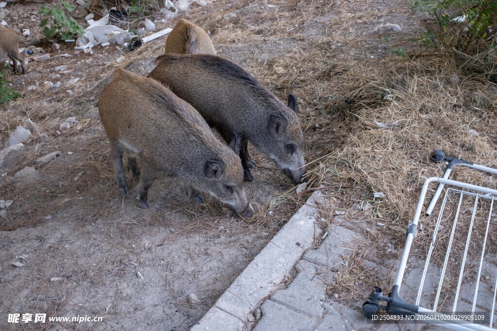 两只小猪在户外觅食