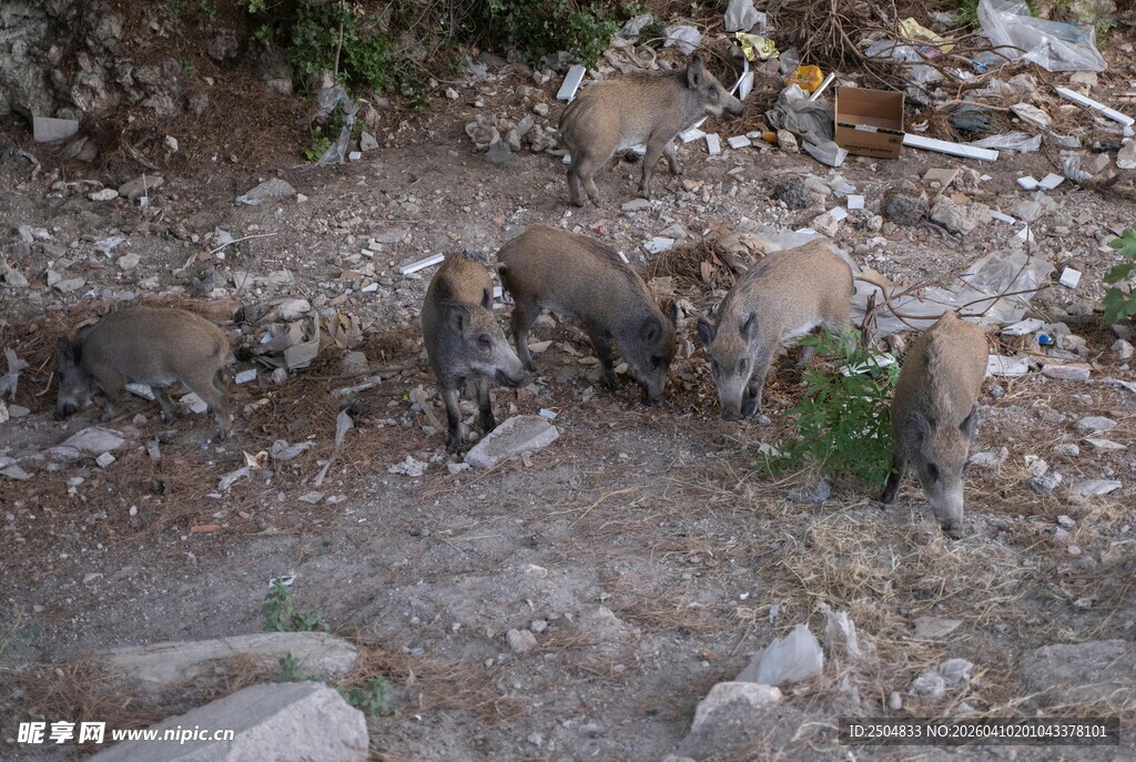 野外觅食的一群猴子