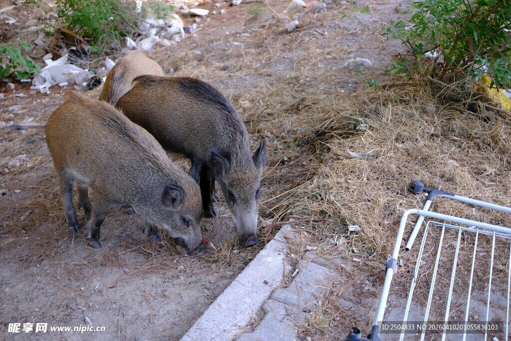 两只野猪在户外觅食