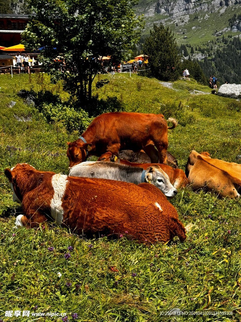 草地上休憩的几头奶牛