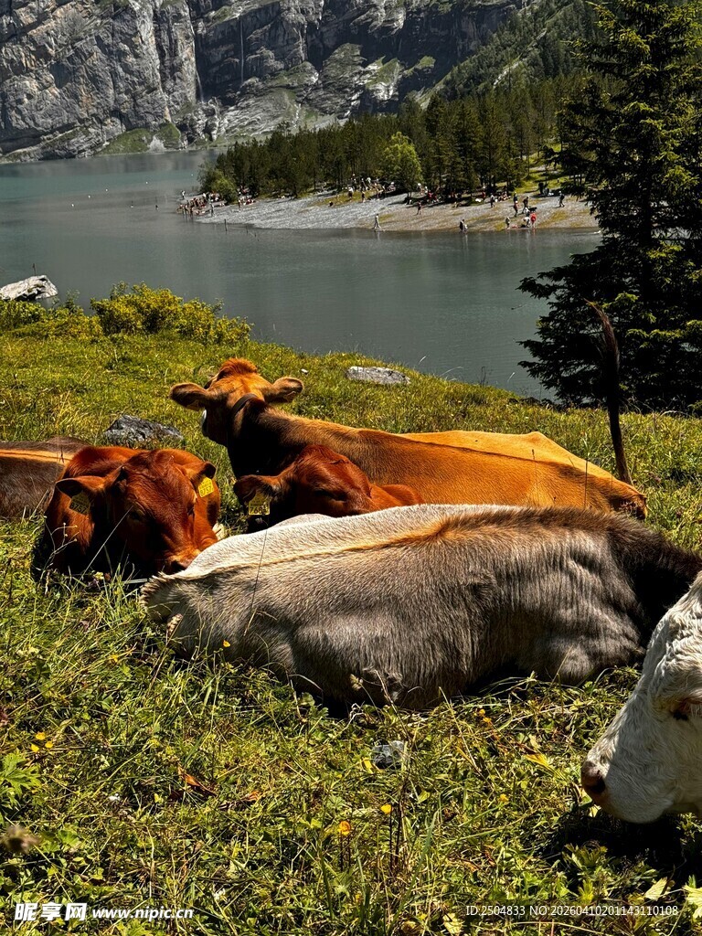 湖畔休憩的多彩牛群