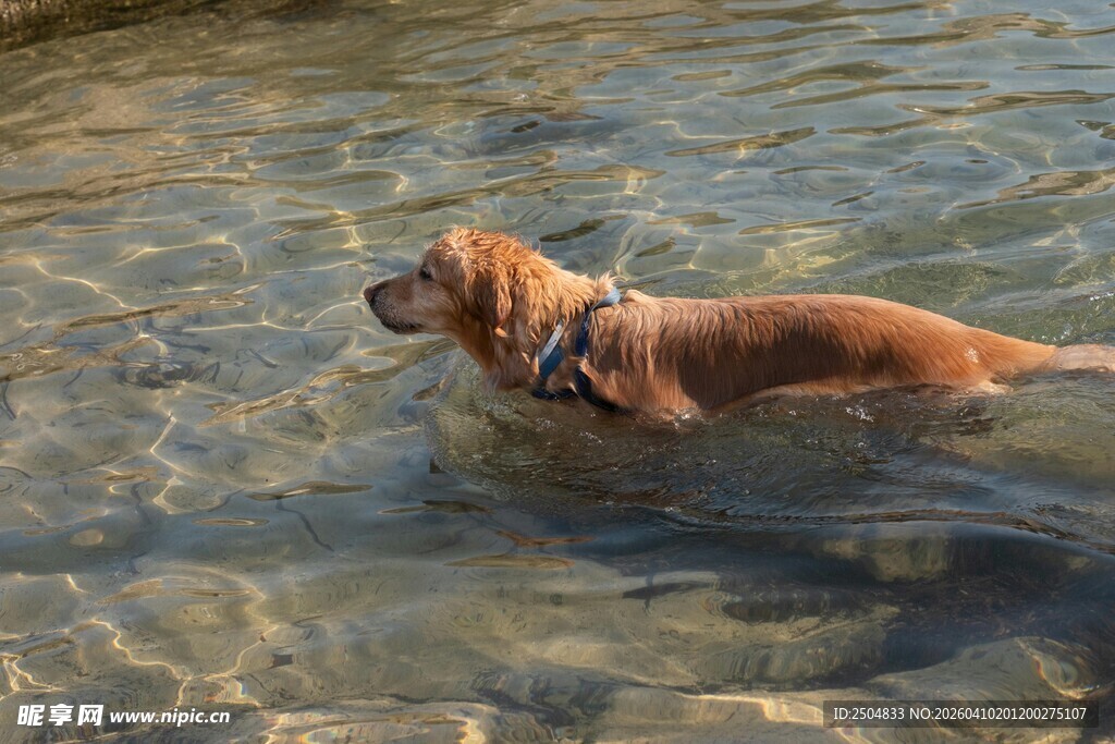 水中嬉戏的狗狗