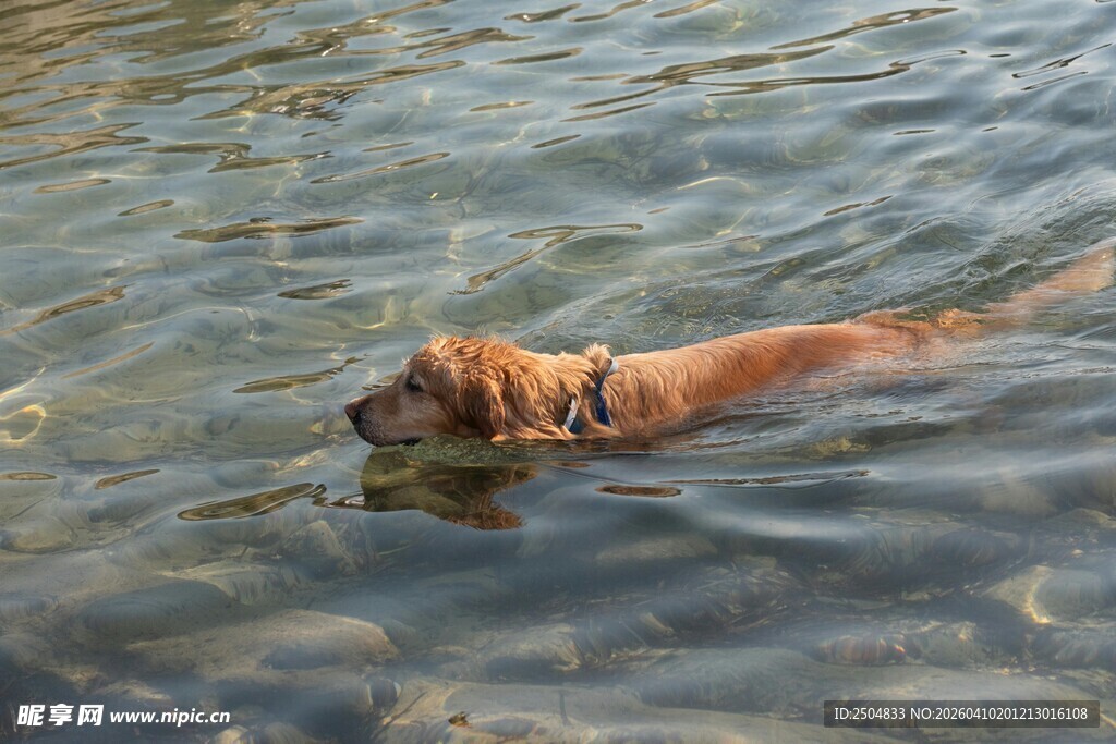 金毛犬水中畅 