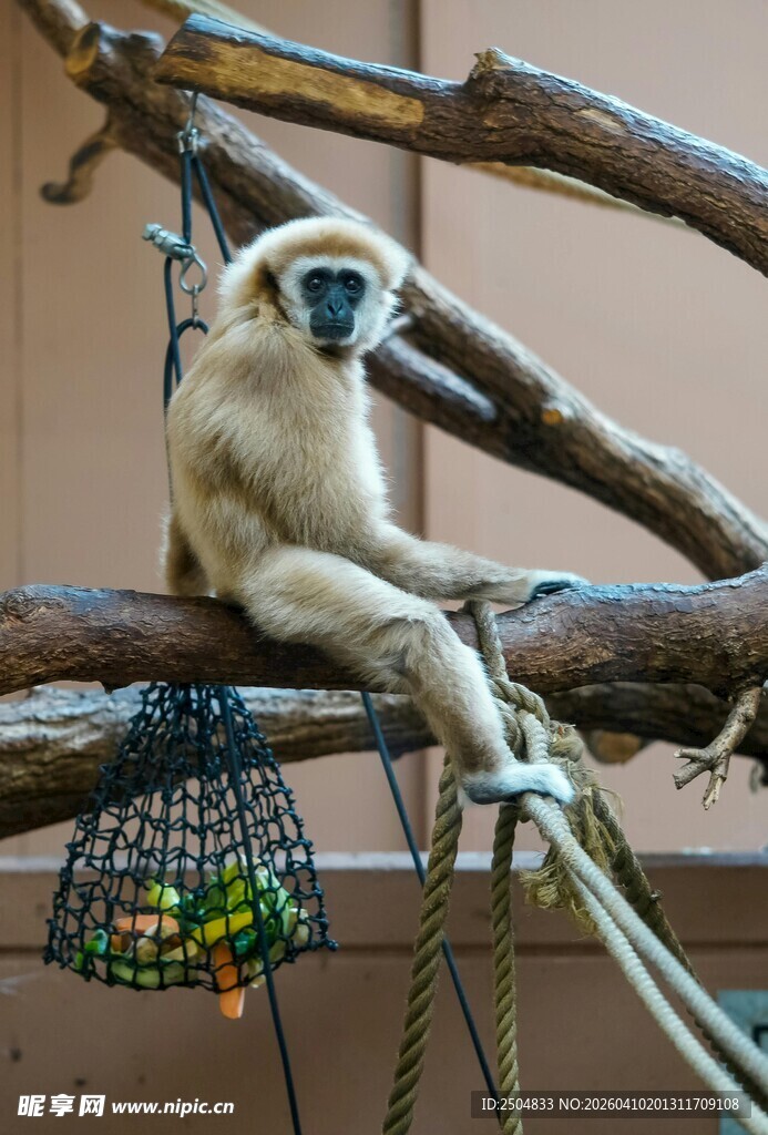 白长臂猿栖息于树枝间