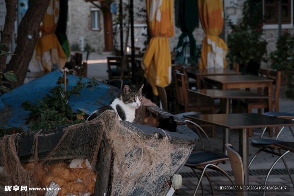 冬日户外的猫咪与杂物