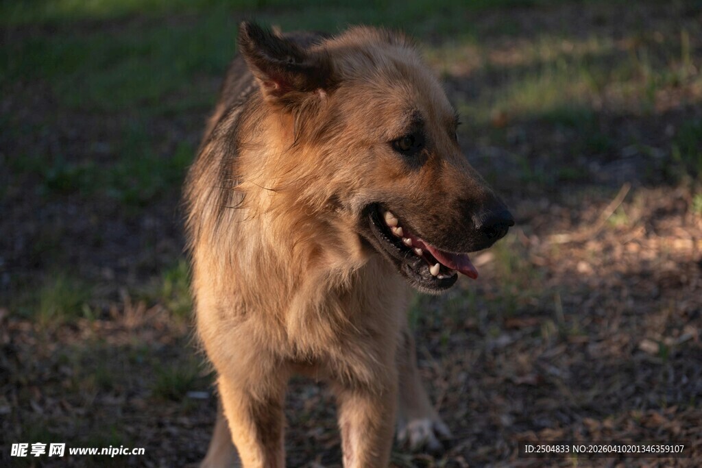 户外站立的长毛犬