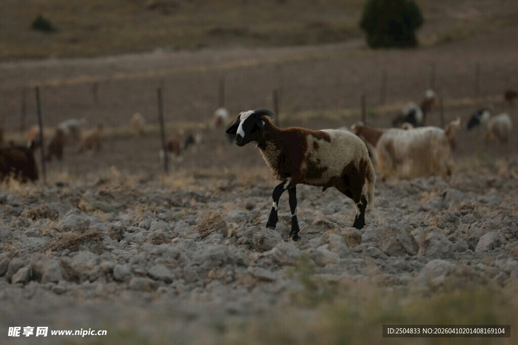 田野中奔跑的山羊