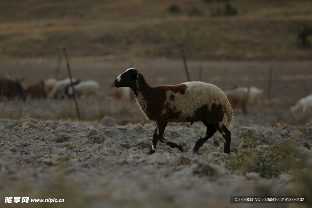田野中行走的一只绵羊