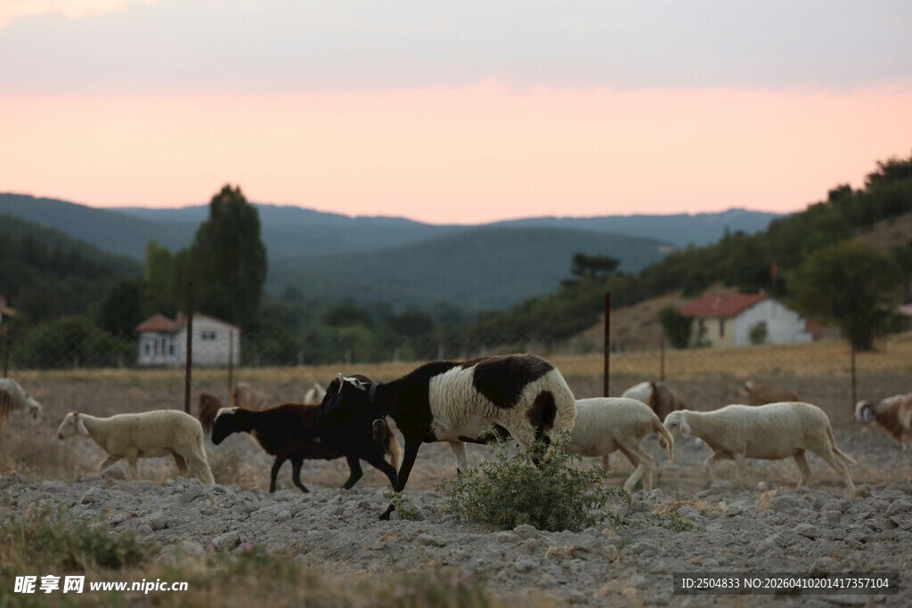 黄昏下的山间牧群