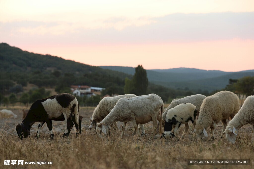 夕阳下草原上的羊群