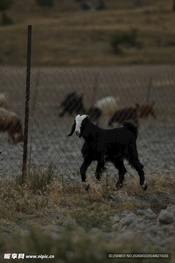 田野中的黑白小羊