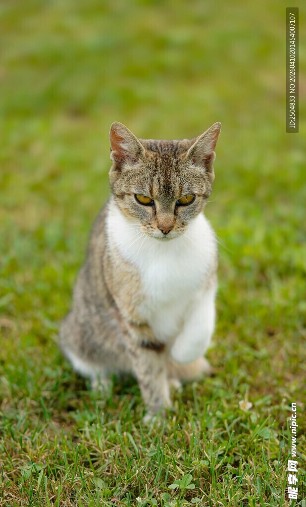 草地上的蹲坐猫咪