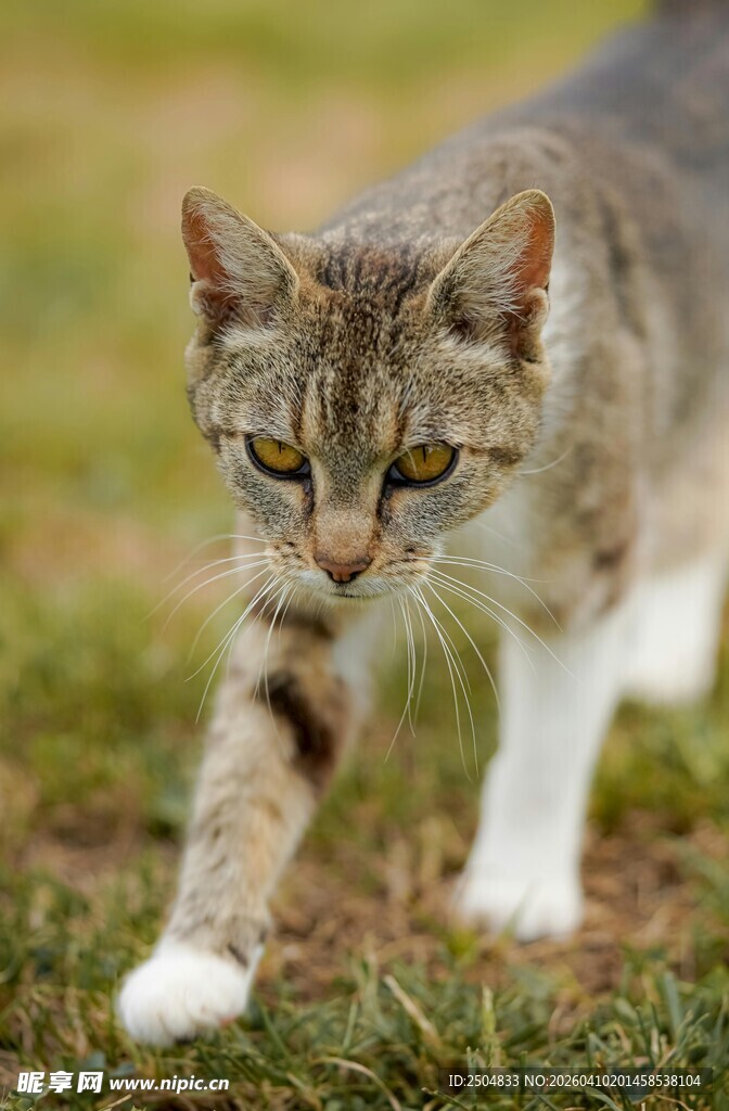 草地中行走的斑纹猫咪