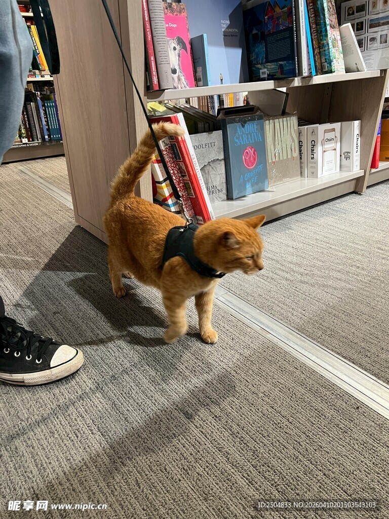 书店内的可爱小狗