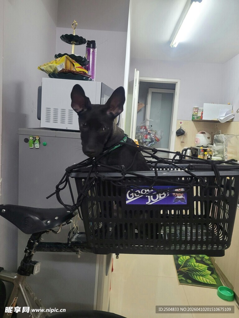 黑猫坐于塑料筐中