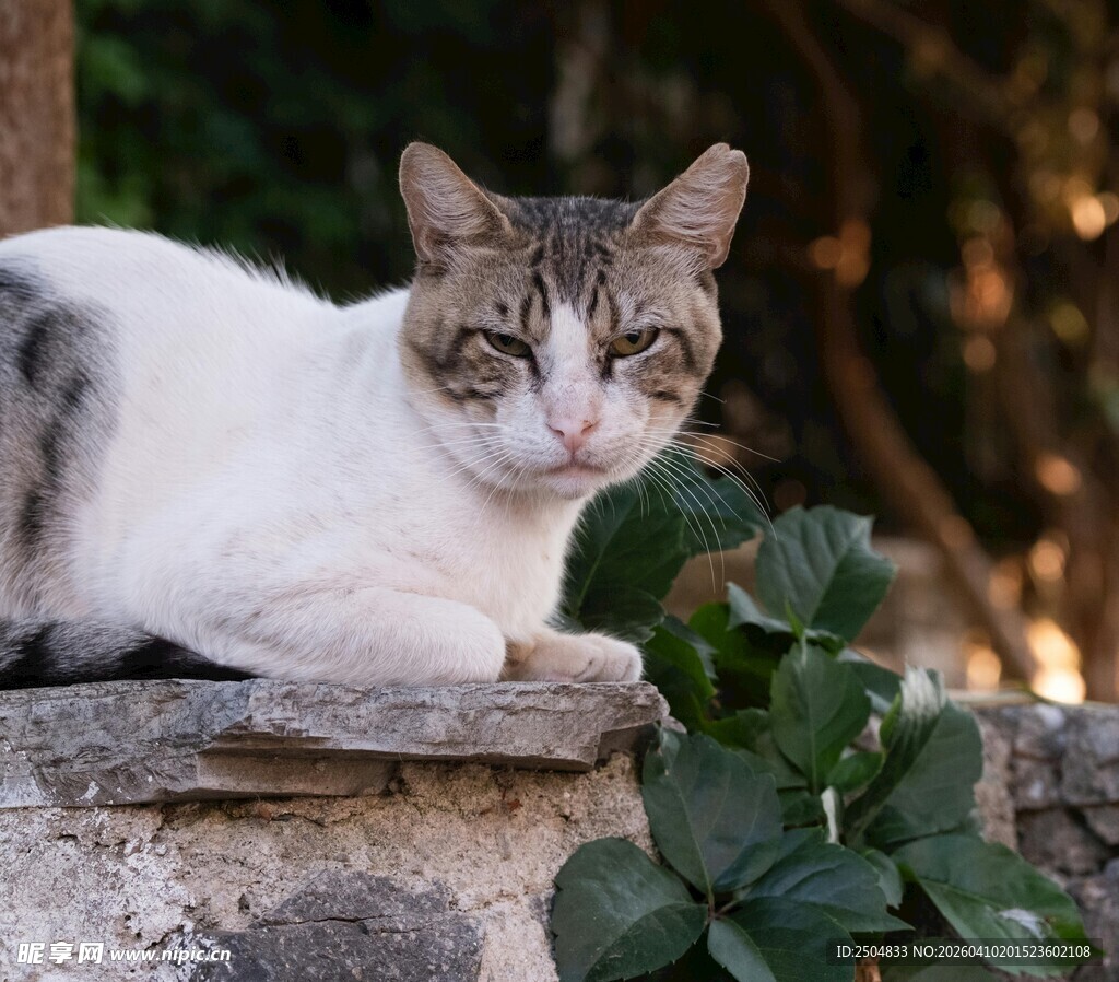 石上休憩的可爱猫咪