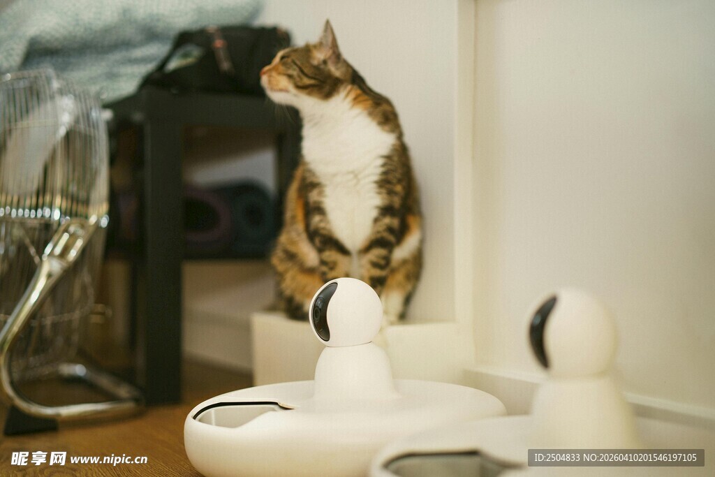 好奇猫咪观察桌上物品