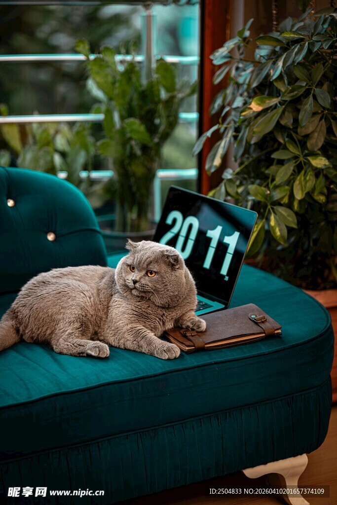 沙发上慵懒的猫咪