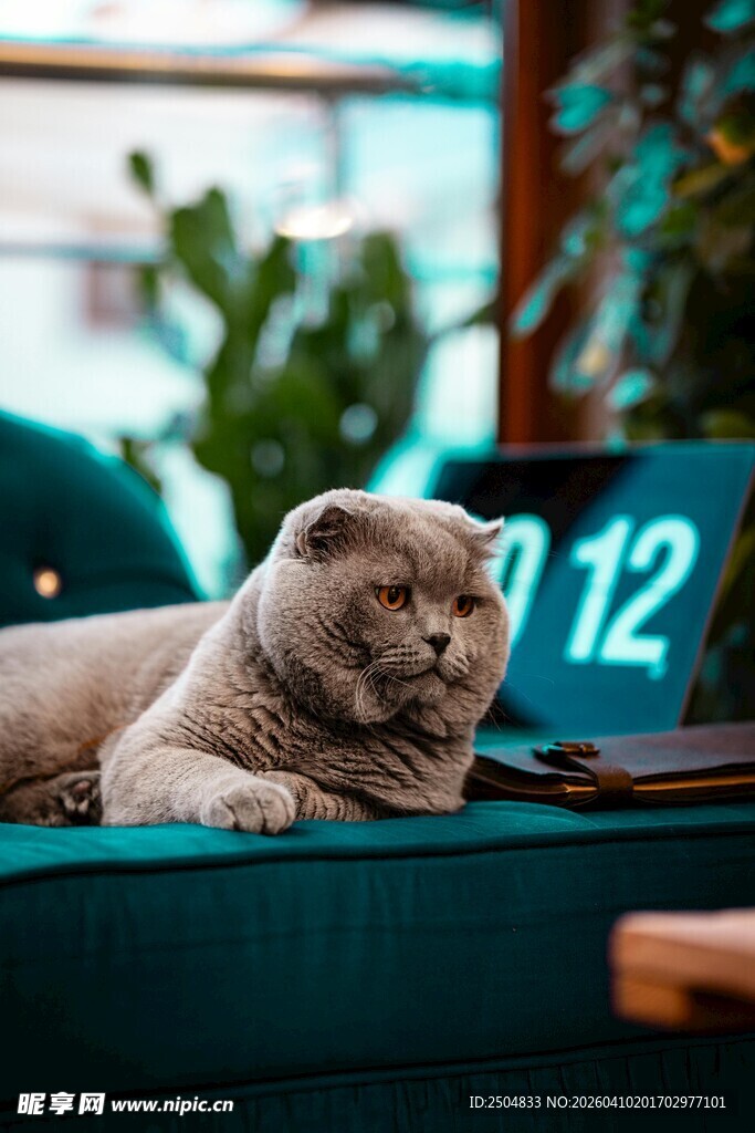 慵懒猫咪惬意躺沙发