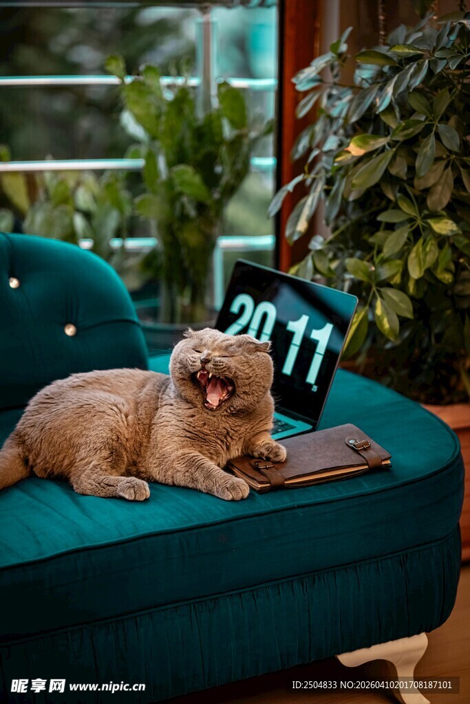 沙发上惬意躺卧的猫咪