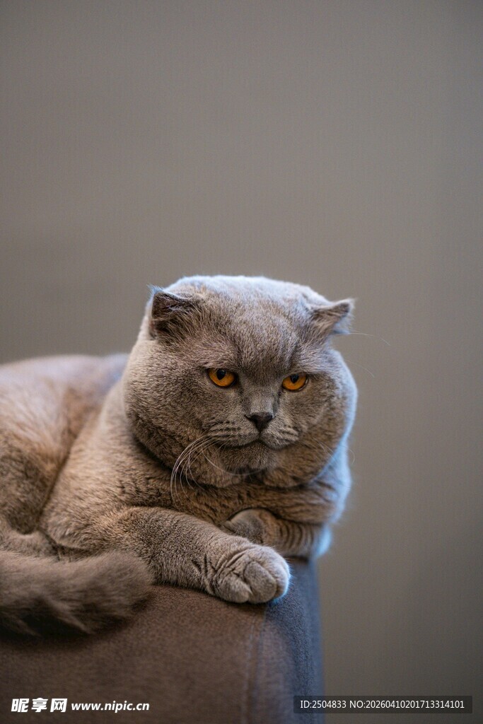 慵懒折耳猫惬意趴卧