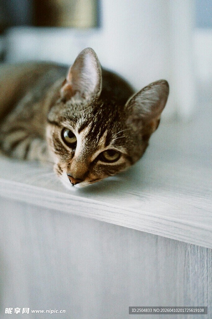 慵懒猫咪趴卧在白色台面