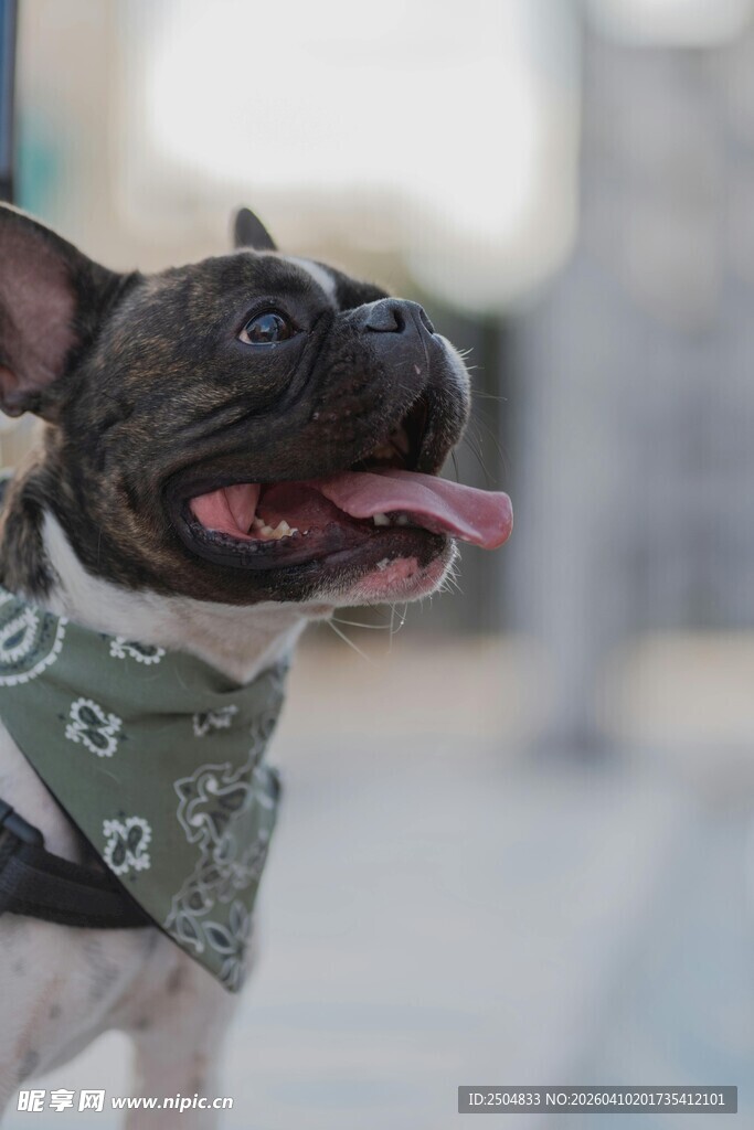 戴头巾的可爱法斗犬