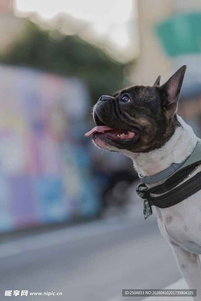 街头可爱波士顿梗犬