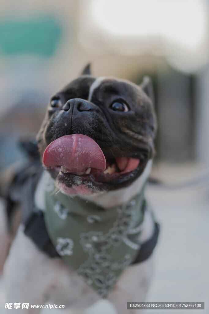 吐舌卖萌的可爱法斗犬