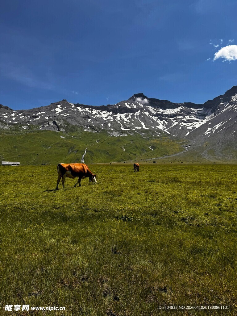 草原上的牛与雪山美景