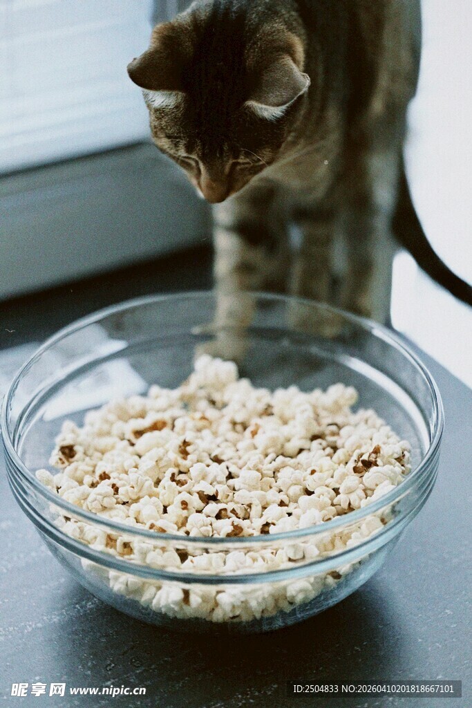 猫咪注视碗中猫粮