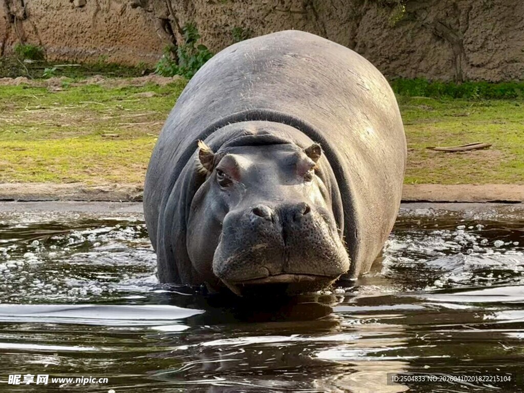 水中的河马
