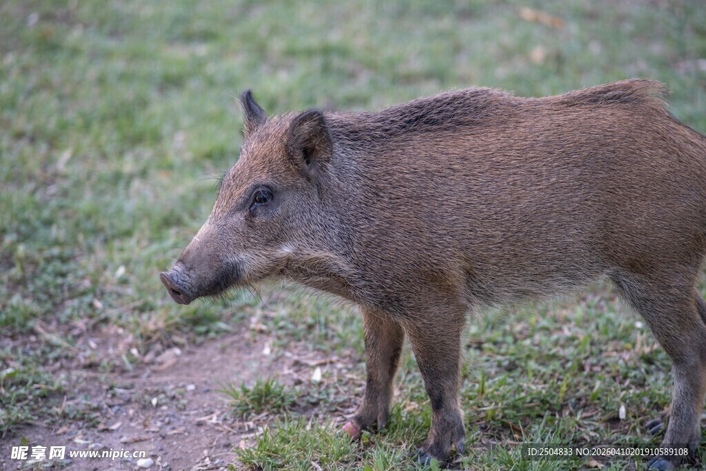 野外站立的棕色野猪