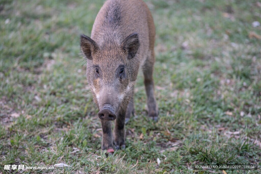 草地上的小野猪