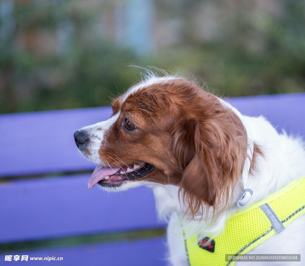 穿反光背心的可爱狗狗