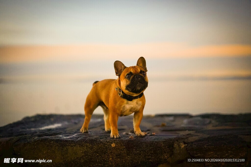 夕阳下的法国斗牛犬
