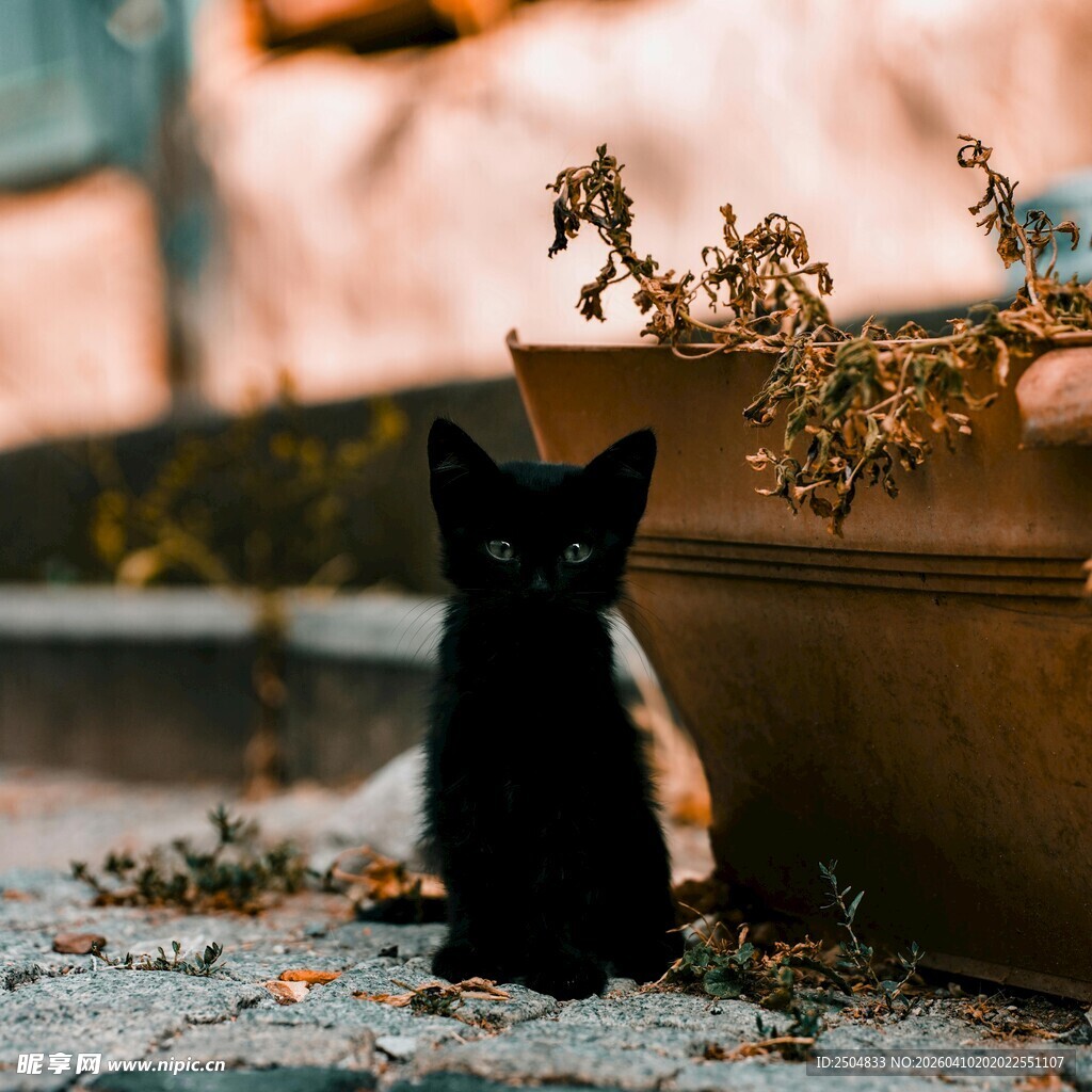 黑猫静坐在花盆旁
