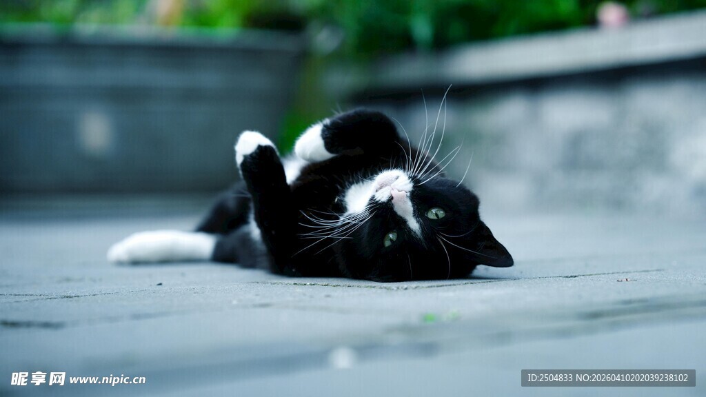 黑白猫咪惬意 滚