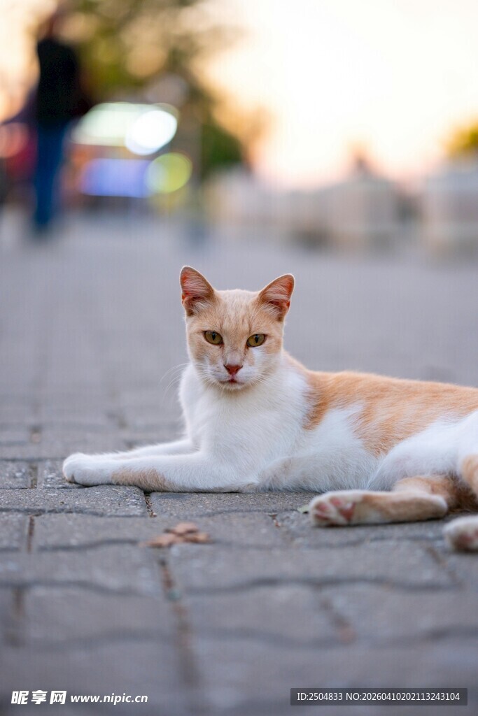 路边休憩的可爱猫咪