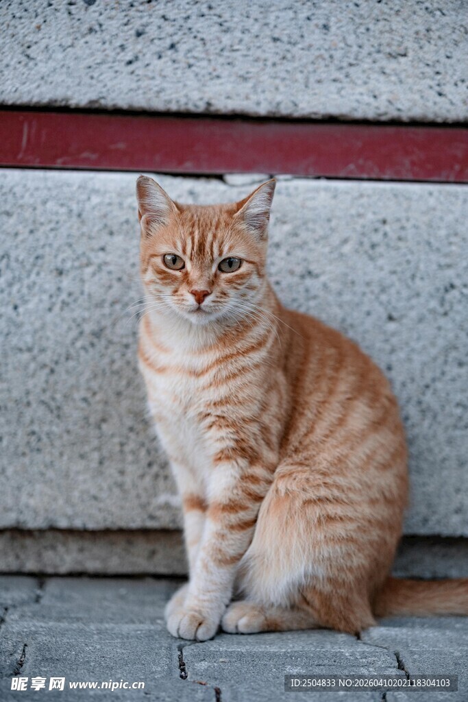 橘猫独坐石阶