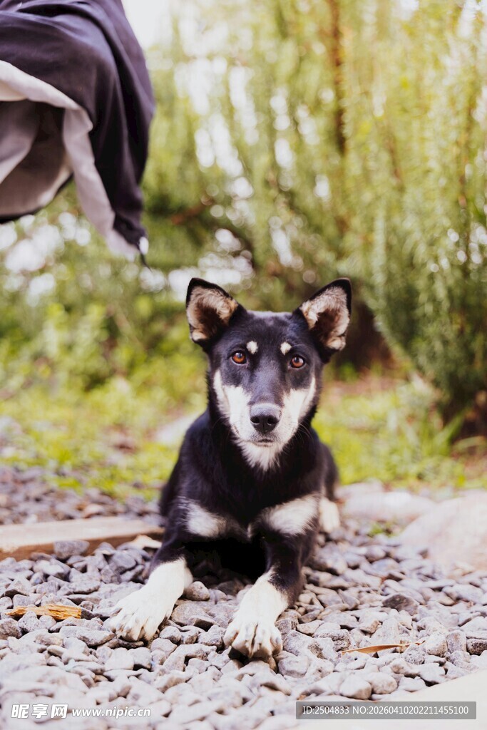 可爱小狗趴地模样