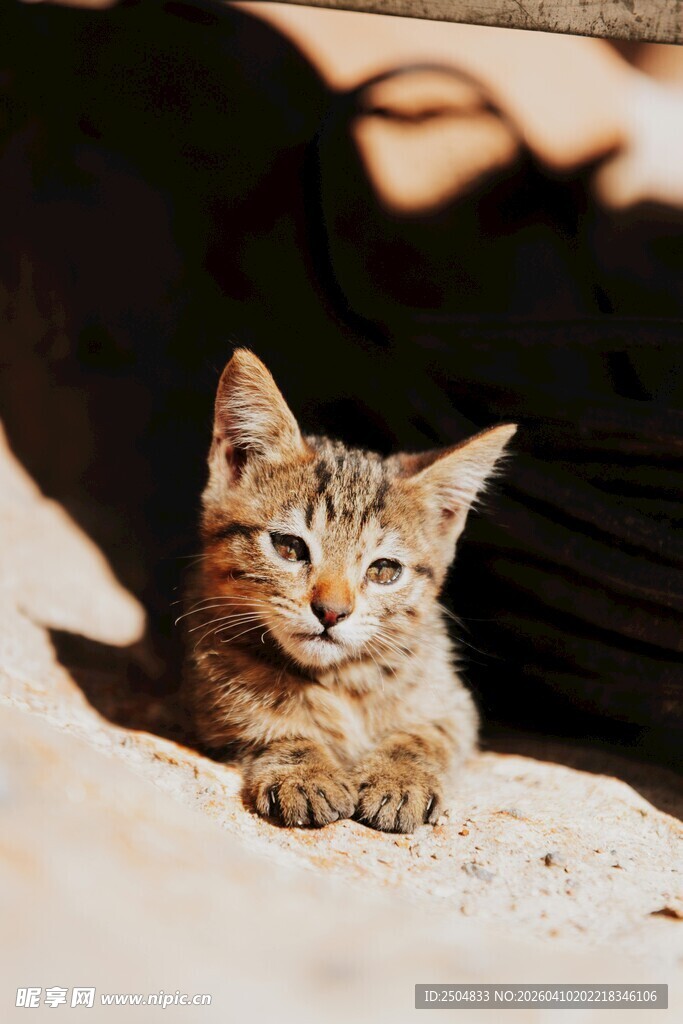 阳光下的可爱小猫咪
